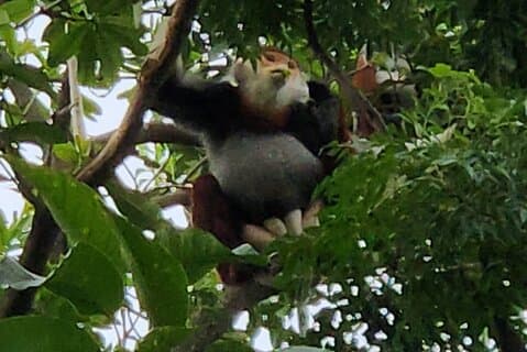 Observation des singes en voie de disparition - Red Shanked Douc Langurs