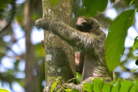 Slothies och fåglar Sightseeing