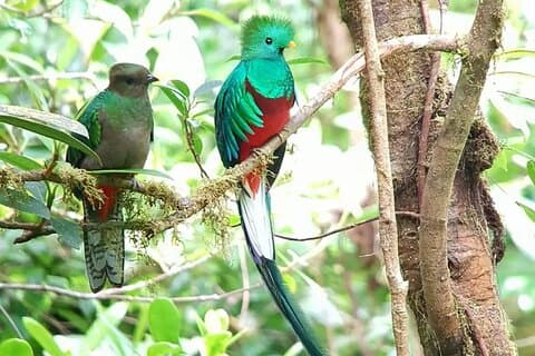 Monteverde Vogelbeobachtung und Wildtiertour