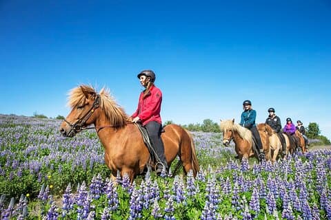 Balade à cheval en Islande
