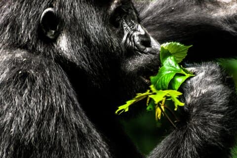 3-daagse privé Gorilla Safari Tour in Oeganda