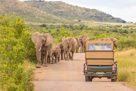 Pilanesberg nasjonalpark heldags safari delt tur fra Johannesburg