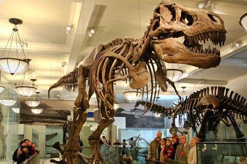 Ticket zum American Museum of Natural History