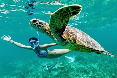 Privat svømning med skildpadder/hajer ved Blue Lagoon og vandfald
