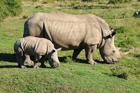 2 Tage Luxus-Safari im Pilanesberg-Nationalpark