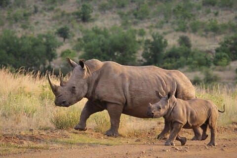 3-Day Small Group Kruger National Pk Adventure from Johannesburg