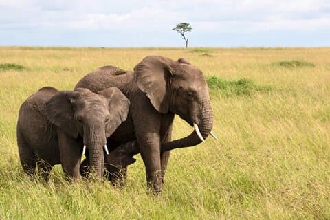 Full Day Tala Game Reserve, Natal Park & Phezulu from Durban