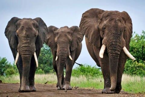 Half Day Hluhluwe Imfolozi Big 5 Safari from Richards Bay