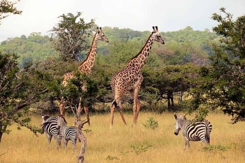 4-dagers privat hagerute-tur fra Cape Town