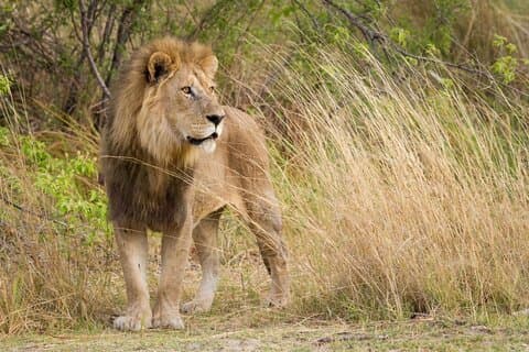3 dages Kruger National Park Safari fra Johannesburg