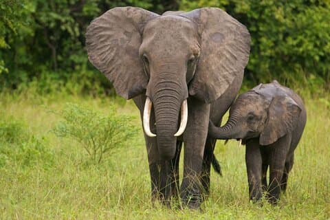 Halvdags safari - Tala Game Reserve og Natal Park fra Durban