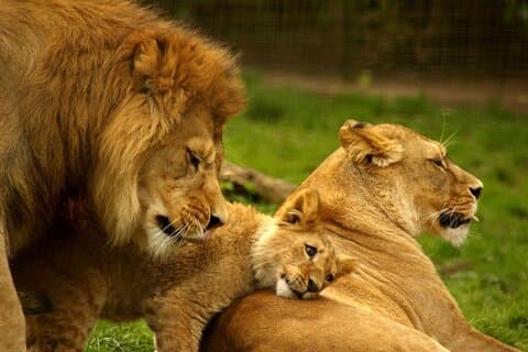 Safari de 4 jours dans le parc national Kruger au départ de Johannesburg et Pretoria