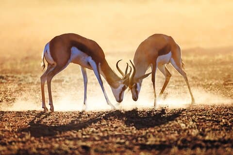Cape Town til Kruger: By og Safari
