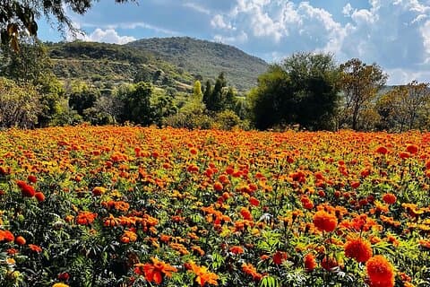 Michoacan, Mexico Multi Day Tour