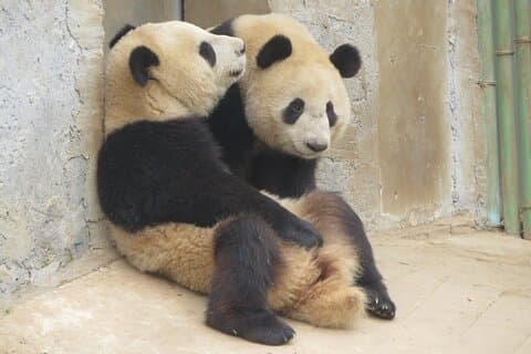 Halbtagestour zum Xi'an Wild Panda Zucht- und Schutzzentrum