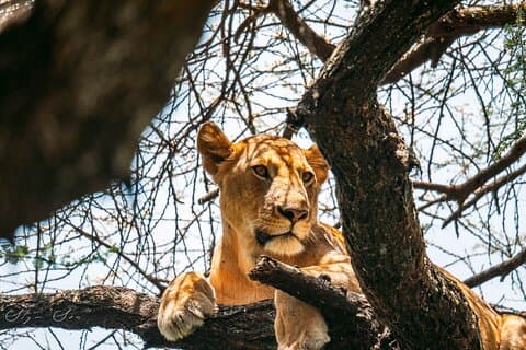 Wunder der Natur: 5-tägiges Wildtier-Safari-Abenteuer in Tansania