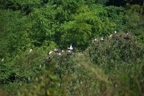 Escursione di un'intera giornata al Parco Nazionale di Cuc Phuong