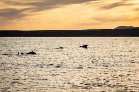 Tour al tramonto dei delfini per piccoli gruppi sul catamarano elettrico Lanzarote