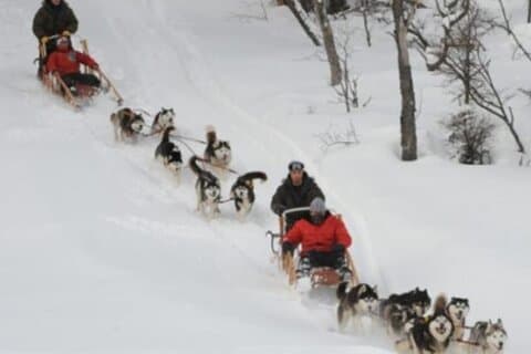Ushuaia: White Adventure in sleighs with Huskys
