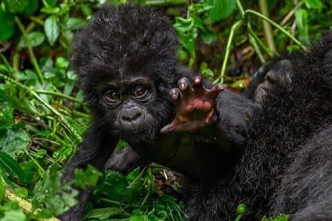 3 Days Mountain Gorilla trekking safari - Volcanoes NP