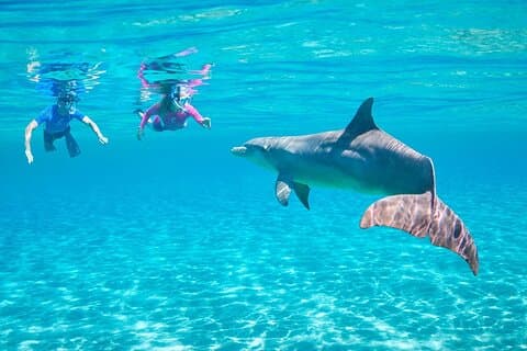 Dolphin House Snorkeling Sea Trip Ultimate Adventure - Hurghada