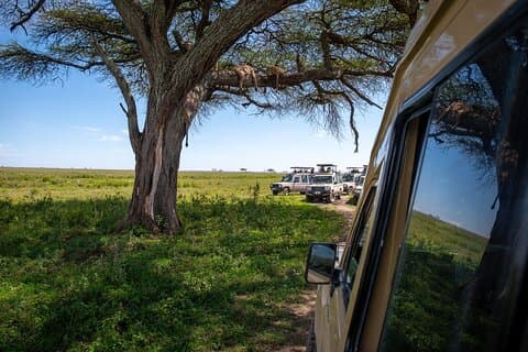 3 dagars gruppsafari Serengeti & Ngorongoro