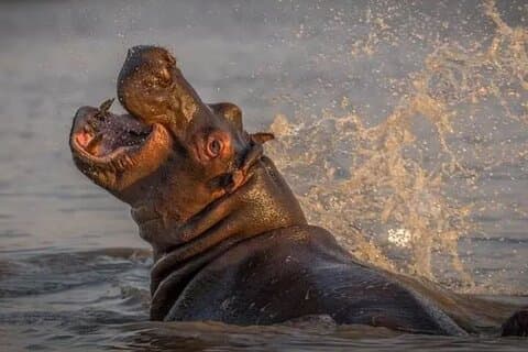 1/2 Day Safari Tala Game Reserve and Phezulu Park from Durban
