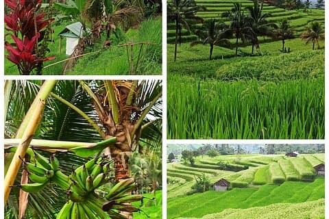 Bali Eendaagse tour Jatiluwih & Pura Ulun Danu