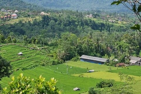 Bali en dagstur: Rice Terrace, Monkey Forest og Waterfall