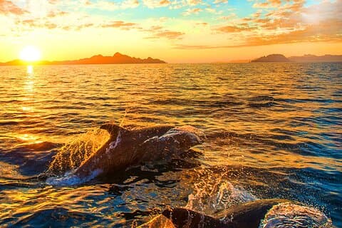 Premium Dolphins Watching in the National Park Brijuni from Pula