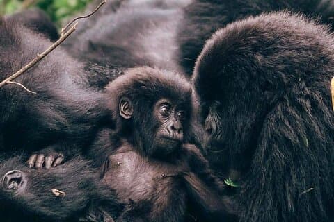 1 dagers fjellgorilla vandring i vulkaner nasjonalpark