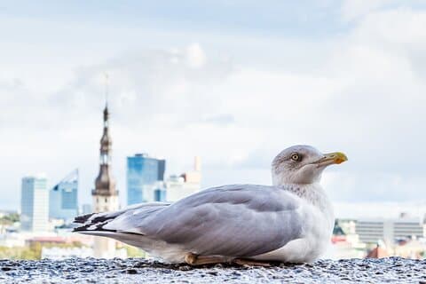 Tour privato a piedi personalizzato con guida locale a Tallinn