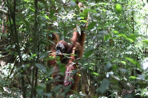 Bukit Lawang Full Day Jungle Trek