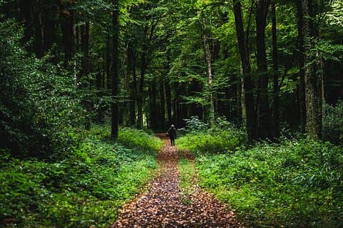 Courtown Woodland guidad tur