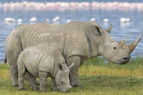 Half Day Wildlife Safari Tala Game Reserve and Natal Park