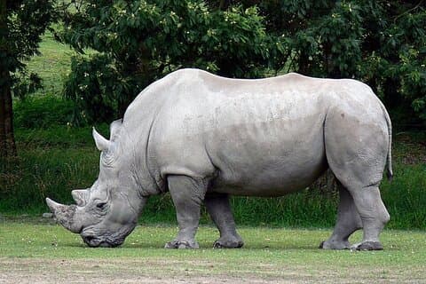 Tala Game Reserve and Natal Park Half Day Tour from Durban