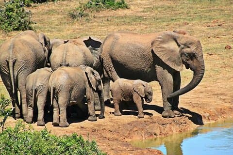 Route des jardins de 4 jours et visite du parc national Addo au départ du Cap