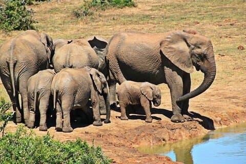 Halbtägiger Ausflug zum Tala Game Reserve und zum Natal Lion Park ab Durban