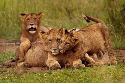 Dagstur Safari i Akagera Park med hotellhenting og lunsj