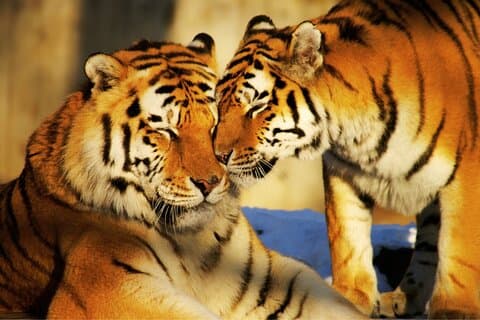 4-dages Golden Triangle Tour med Ranthambore Tiger Tour