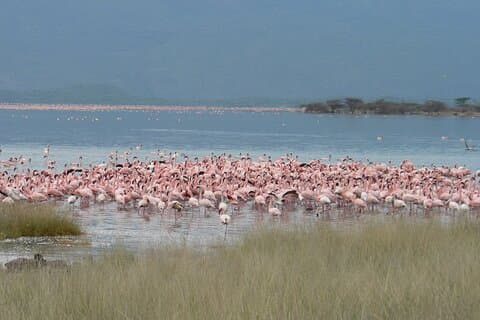 8-Day Private Safari Tour in Nairobi Kenya