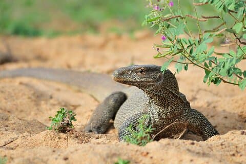Romantic Glamping Safari Bordering Yala National Park