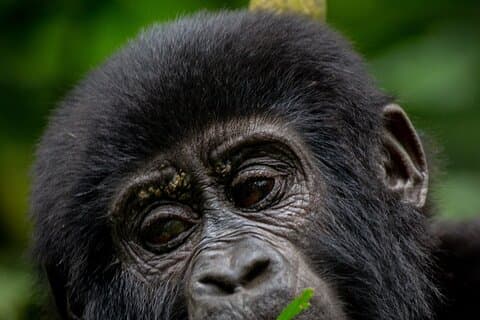 3 Tage Luxus Gorilla Trekking Safari