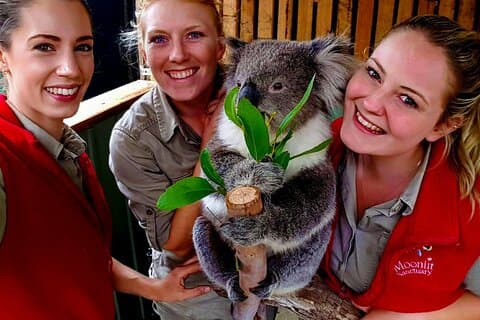 Kustexcursie Melbourne, bezienswaardigheden, kangoeroes, koala's Lunch en wijn