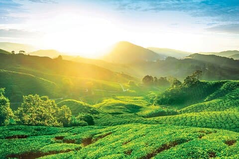 Cameron Highlands dagstur från Kuala Lumpur 2026