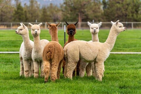 Alpaca Farm MamaAdama Meet & Feed