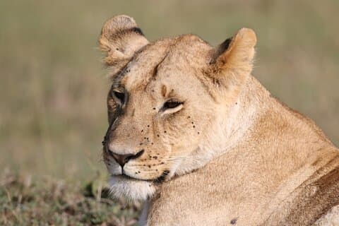 Full-Day Lake Nakuru National Park Private Guided Tour with Lunch