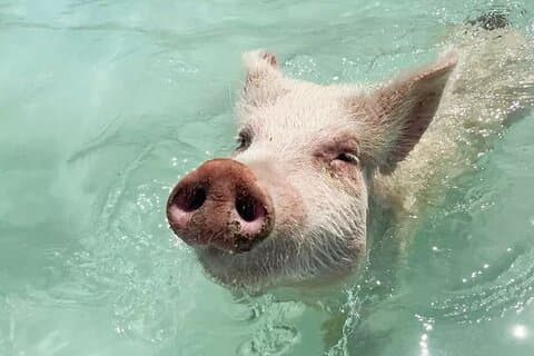 Experience The Exumas and the World Famous Swimming Pigs