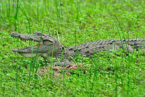 Glamping Safari en bordure du parc national d'Udawalawe 2 jours