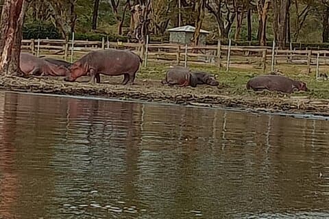Day tour to Hell's Gate National Park and Lake Naivasha